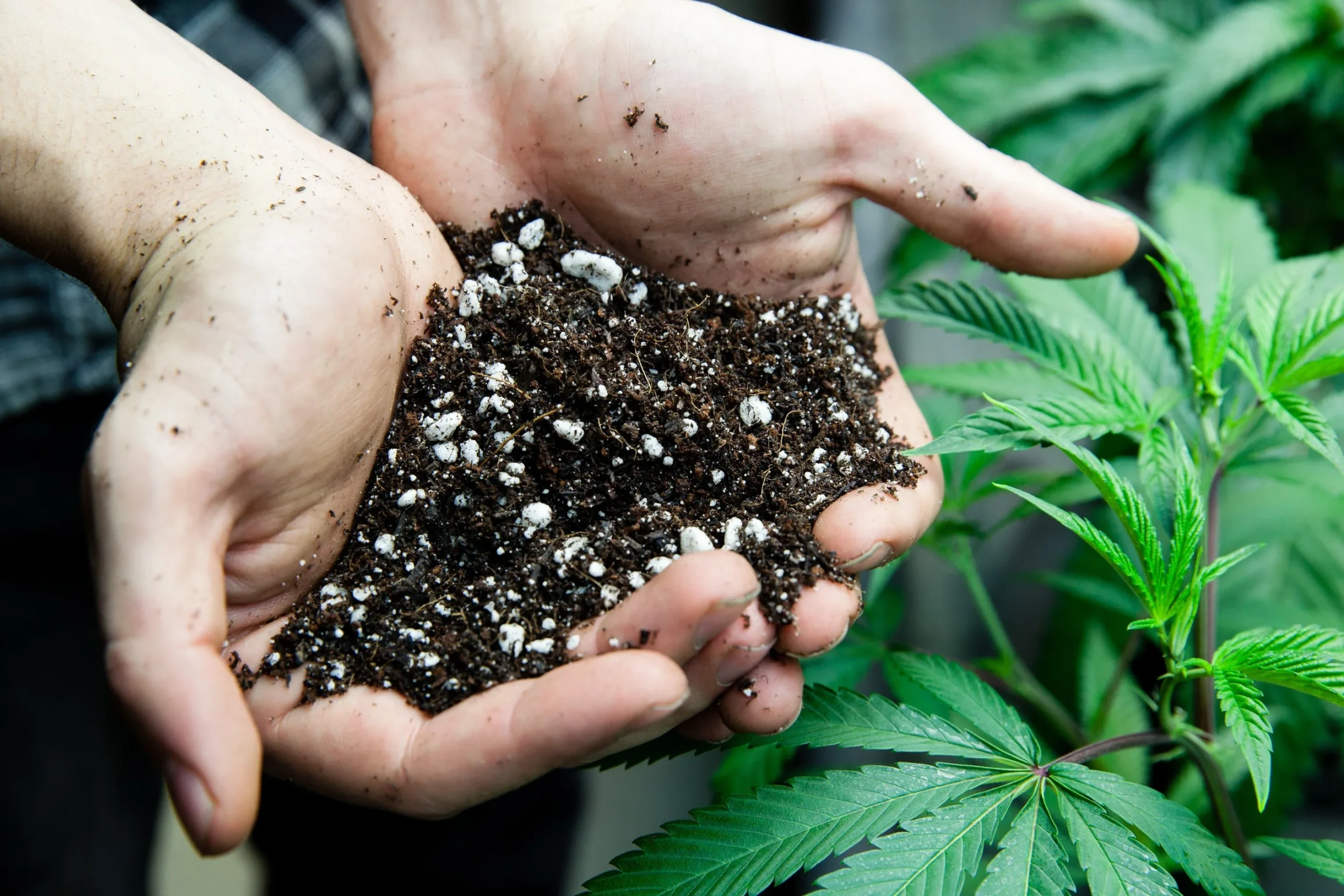 Cannabis Seed Soil Selection: Tips for Optimal Growth