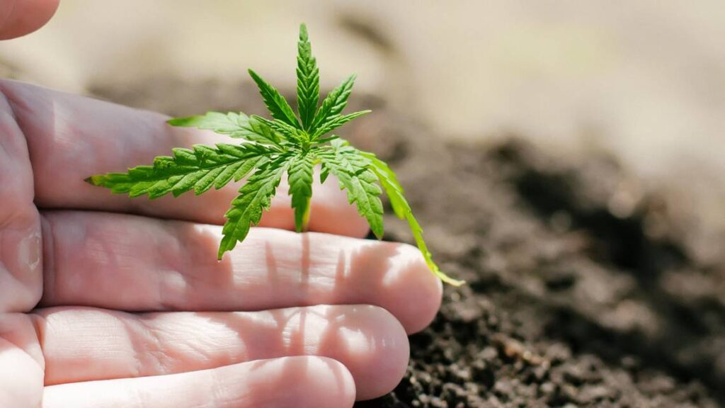 Best Cannabis Seeds for Indoor Growing