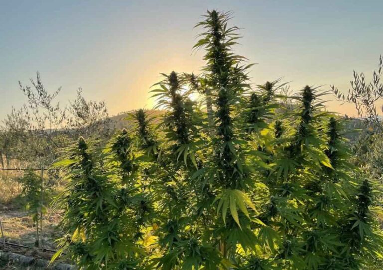How Long Does CBD Stay in Your System What Science Says
