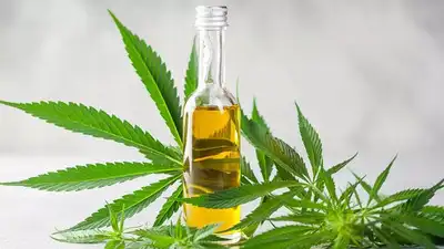 CBD Oil for Everyday Wellness
